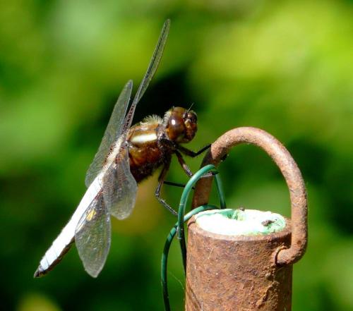 Libellula depressa